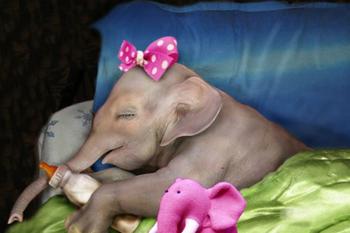 Precious-Baby-Elephant