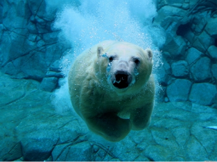 polarbear