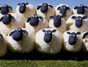 sheep000