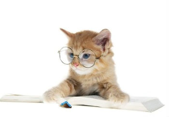 studycat