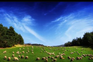 sheep-land-1